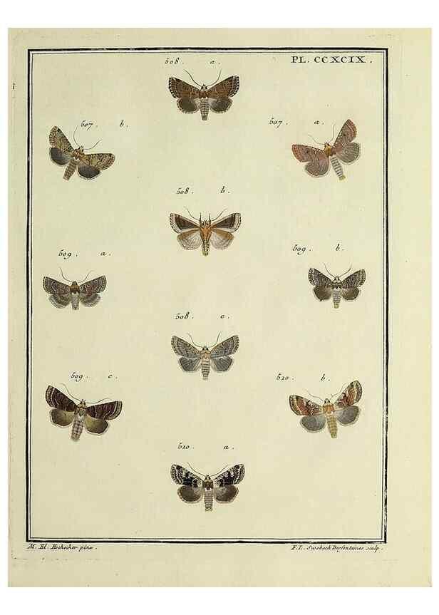 Reproducción/Reproduction 46863484701: Papillons d'Europe, peints d'après nature /. A Paris :Chez P.M. Delaguette, imprimeur-libraire ... ;1779-1792 [i.e. 1793]. 