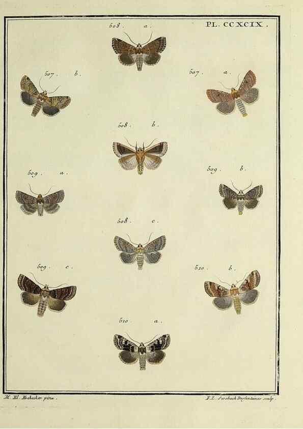 Reproducción/Reproduction 46863484701: Papillons d'Europe, peints d'après nature /. A Paris :Chez P.M. Delaguette, imprimeur-libraire ... ;1779-1792 [i.e. 1793]. 