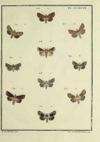 Reproducción/Reproduction 46863484701: Papillons d'Europe, peints d'après nature /. A Paris :Chez P.M. Delaguette, imprimeur-libraire ... ;1779-1792 [i.e. 1793]. 