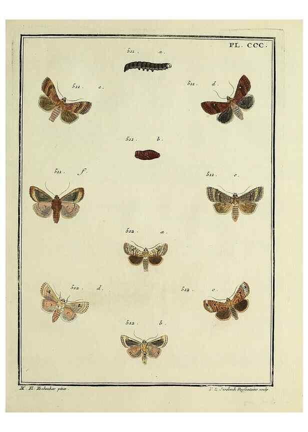 Reproducción/Reproduction 46811452962: Papillons d'Europe, peints d'après nature /. A Paris :Chez P.M. Delaguette, imprimeur-libraire ... ;1779-1792 [i.e. 1793]. 
