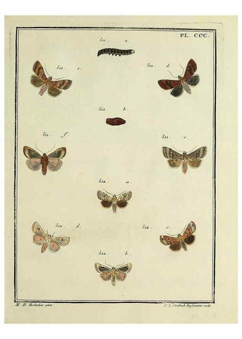 Reproducción/Reproduction 46811452962: Papillons d'Europe, peints d'après nature /. A Paris :Chez P.M. Delaguette, imprimeur-libraire ... ;1779-1792 [i.e. 1793]. 