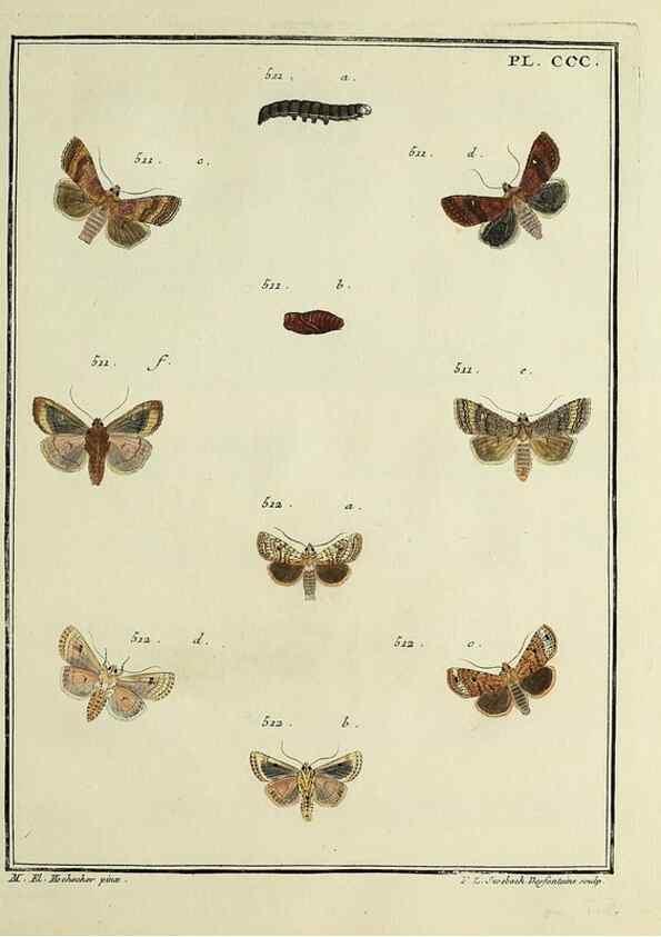 Reproducción/Reproduction 46811452962: Papillons d'Europe, peints d'après nature /. A Paris :Chez P.M. Delaguette, imprimeur-libraire ... ;1779-1792 [i.e. 1793]. 