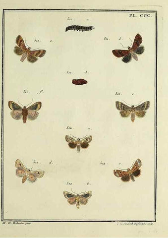 Reproducción/Reproduction 46811452962: Papillons d'Europe, peints d'après nature /. A Paris :Chez P.M. Delaguette, imprimeur-libraire ... ;1779-1792 [i.e. 1793]. 