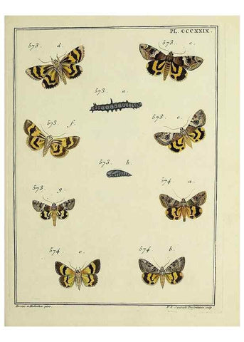 Reproducción/Reproduction 31922188747: Papillons d'Europe, peints d'après nature /. A Paris :Chez P.M. Delaguette, imprimeur-libraire ... ;1779-1792 [i.e. 1793]. 