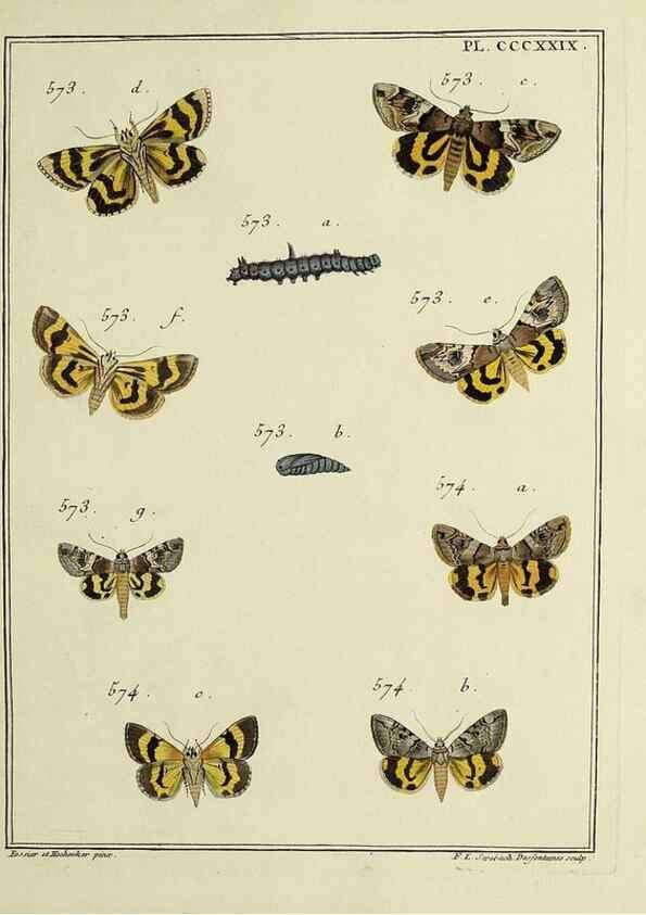 Reproducción/Reproduction 31922188747: Papillons d'Europe, peints d'après nature /. A Paris :Chez P.M. Delaguette, imprimeur-libraire ... ;1779-1792 [i.e. 1793]. 