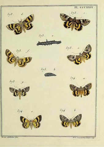 Reproducción/Reproduction 31922188747: Papillons d'Europe, peints d'après nature /. A Paris :Chez P.M. Delaguette, imprimeur-libraire ... ;1779-1792 [i.e. 1793]. 