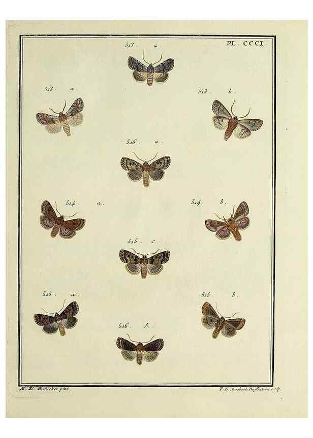 Reproducción/Reproduction 45949056695: Papillons d'Europe, peints d'après nature /. A Paris :Chez P.M. Delaguette, imprimeur-libraire ... ;1779-1792 [i.e. 1793]. 