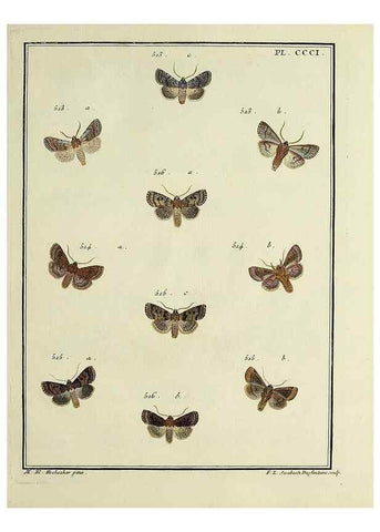 Reproducción/Reproduction 45949056695: Papillons d'Europe, peints d'après nature /. A Paris :Chez P.M. Delaguette, imprimeur-libraire ... ;1779-1792 [i.e. 1793]. 