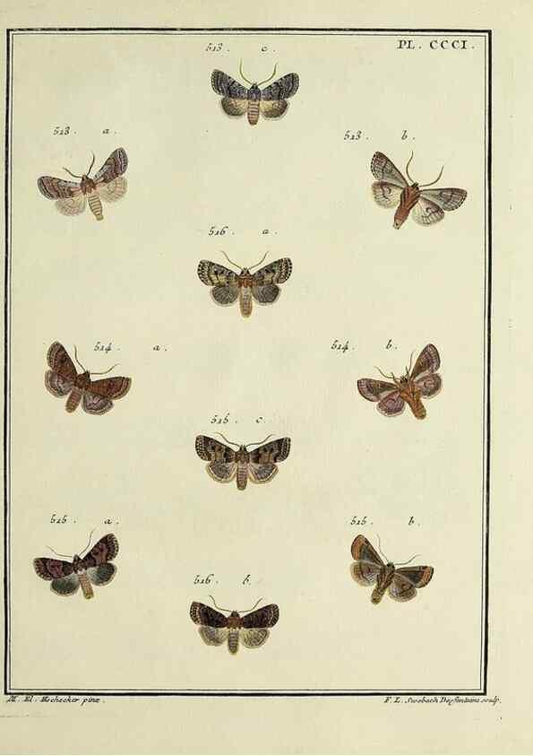 Reproducción/Reproduction 45949056695: Papillons d'Europe, peints d'après nature /. A Paris :Chez P.M. Delaguette, imprimeur-libraire ... ;1779-1792 [i.e. 1793]. 