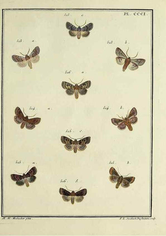 Reproducción/Reproduction 45949056695: Papillons d'Europe, peints d'après nature /. A Paris :Chez P.M. Delaguette, imprimeur-libraire ... ;1779-1792 [i.e. 1793]. 