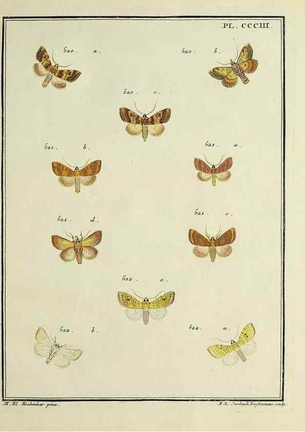 Reproducción/Reproduction 32988211068: Papillons d'Europe, peints d'après nature /. A Paris :Chez P.M. Delaguette, imprimeur-libraire ... ;1779-1792 [i.e. 1793]. 