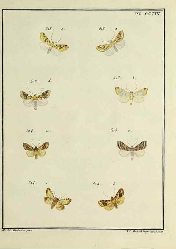 Reproducción/Reproduction 46811456922: Papillons d'Europe, peints d'après nature /. A Paris :Chez P.M. Delaguette, imprimeur-libraire ... ;1779-1792 [i.e. 1793]. 