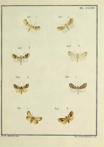 Reproducción/Reproduction 46811456922: Papillons d'Europe, peints d'après nature /. A Paris :Chez P.M. Delaguette, imprimeur-libraire ... ;1779-1792 [i.e. 1793]. 