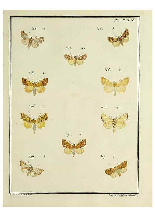 Reproducción/Reproduction 39898850073: Papillons d'Europe, peints d'après nature /. A Paris :Chez P.M. Delaguette, imprimeur-libraire ... ;1779-1792 [i.e. 1793]. 