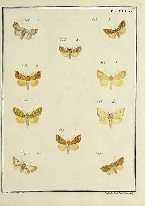 Reproducción/Reproduction 39898850073: Papillons d'Europe, peints d'après nature /. A Paris :Chez P.M. Delaguette, imprimeur-libraire ... ;1779-1792 [i.e. 1793]. 