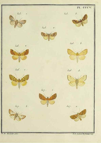 Reproducción/Reproduction 39898850073: Papillons d'Europe, peints d'après nature /. A Paris :Chez P.M. Delaguette, imprimeur-libraire ... ;1779-1792 [i.e. 1793]. 