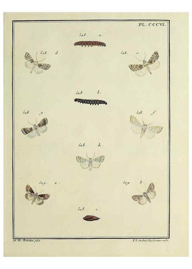 Reproducción/Reproduction 31922173707: Papillons d'Europe, peints d'après nature /. A Paris :Chez P.M. Delaguette, imprimeur-libraire ... ;1779-1792 [i.e. 1793]. 