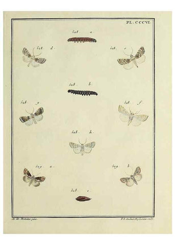 Reproducción/Reproduction 31922173707: Papillons d'Europe, peints d'après nature /. A Paris :Chez P.M. Delaguette, imprimeur-libraire ... ;1779-1792 [i.e. 1793]. 