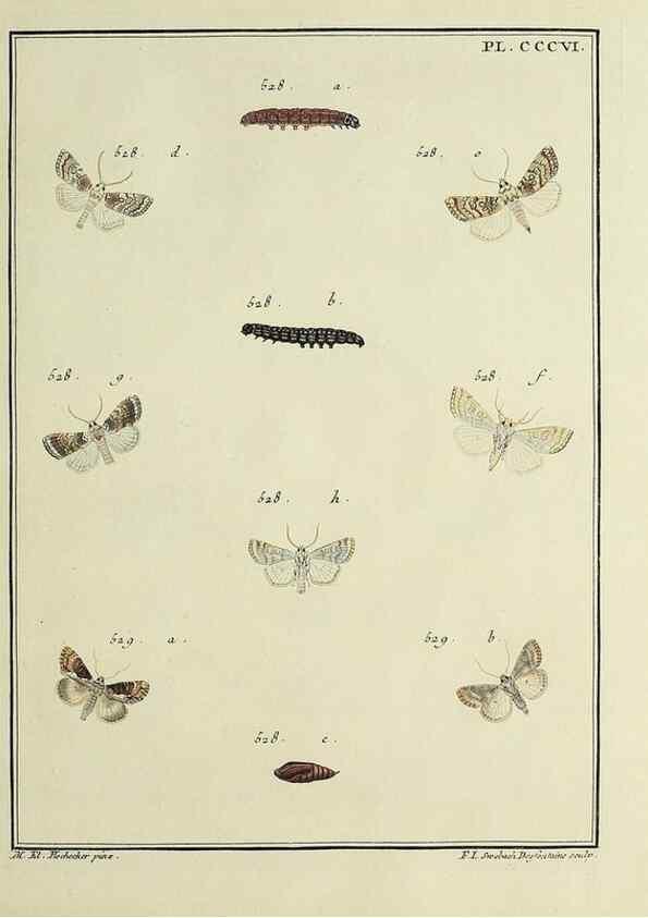 Reproducción/Reproduction 31922173707: Papillons d'Europe, peints d'après nature /. A Paris :Chez P.M. Delaguette, imprimeur-libraire ... ;1779-1792 [i.e. 1793]. 