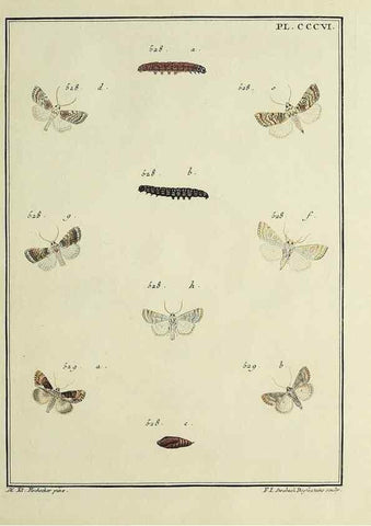 Reproducción/Reproduction 31922173707: Papillons d'Europe, peints d'après nature /. A Paris :Chez P.M. Delaguette, imprimeur-libraire ... ;1779-1792 [i.e. 1793]. 