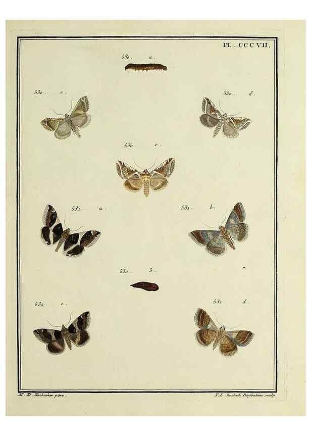 Reproducción/Reproduction 31922174417: Papillons d'Europe, peints d'après nature /. A Paris :Chez P.M. Delaguette, imprimeur-libraire ... ;1779-1792 [i.e. 1793]. 