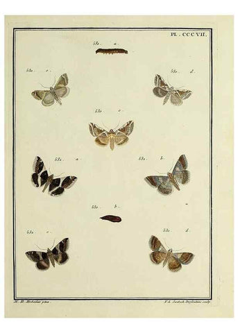 Reproducción/Reproduction 31922174417: Papillons d'Europe, peints d'après nature /. A Paris :Chez P.M. Delaguette, imprimeur-libraire ... ;1779-1792 [i.e. 1793]. 