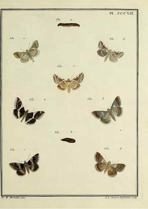 Reproducción/Reproduction 31922174417: Papillons d'Europe, peints d'après nature /. A Paris :Chez P.M. Delaguette, imprimeur-libraire ... ;1779-1792 [i.e. 1793]. 