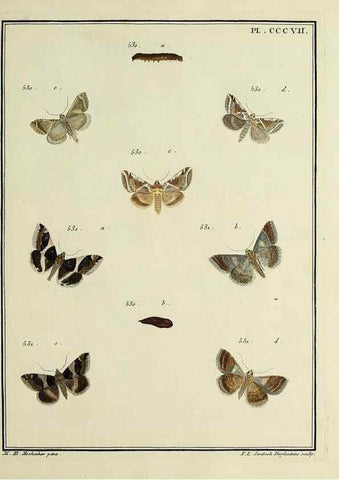 Reproducción/Reproduction 31922174417: Papillons d'Europe, peints d'après nature /. A Paris :Chez P.M. Delaguette, imprimeur-libraire ... ;1779-1792 [i.e. 1793]. 
