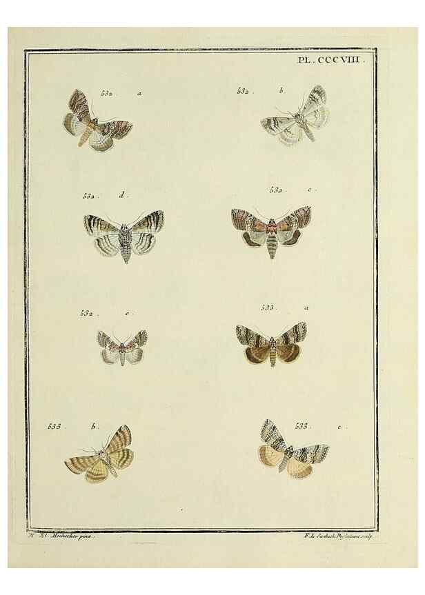 Reproducción/Reproduction 46811460502: Papillons d'Europe, peints d'après nature /. A Paris :Chez P.M. Delaguette, imprimeur-libraire ... ;1779-1792 [i.e. 1793]. 