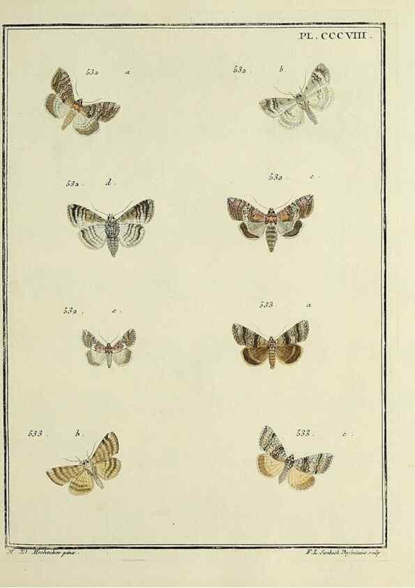 Reproducción/Reproduction 46811460502: Papillons d'Europe, peints d'après nature /. A Paris :Chez P.M. Delaguette, imprimeur-libraire ... ;1779-1792 [i.e. 1793]. 