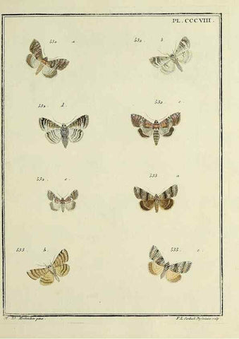 Reproducción/Reproduction 46811460502: Papillons d'Europe, peints d'après nature /. A Paris :Chez P.M. Delaguette, imprimeur-libraire ... ;1779-1792 [i.e. 1793]. 