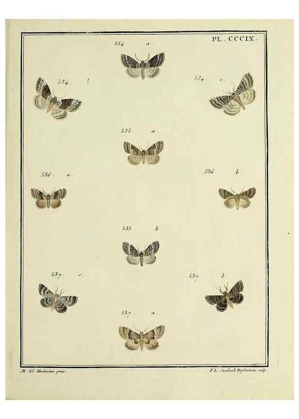 Reproducción/Reproduction 39898855573: Papillons d'Europe, peints d'après nature /. A Paris :Chez P.M. Delaguette, imprimeur-libraire ... ;1779-1792 [i.e. 1793]. 
