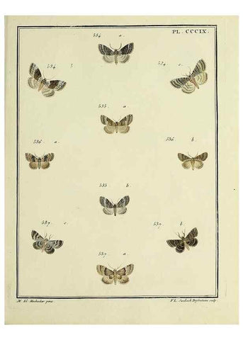 Reproducción/Reproduction 39898855573: Papillons d'Europe, peints d'après nature /. A Paris :Chez P.M. Delaguette, imprimeur-libraire ... ;1779-1792 [i.e. 1793]. 