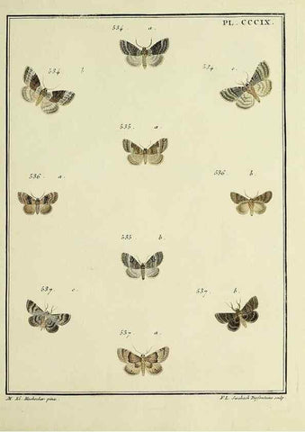 Reproducción/Reproduction 39898855573: Papillons d'Europe, peints d'après nature /. A Paris :Chez P.M. Delaguette, imprimeur-libraire ... ;1779-1792 [i.e. 1793]. 