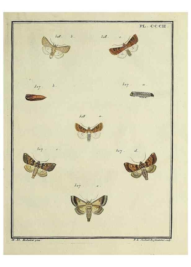 Reproducción/Reproduction 32988210378: Papillons d'Europe, peints d'après nature /. A Paris :Chez P.M. Delaguette, imprimeur-libraire ... ;1779-1792 [i.e. 1793]. 