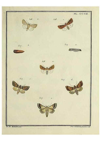 Reproducción/Reproduction 32988210378: Papillons d'Europe, peints d'après nature /. A Paris :Chez P.M. Delaguette, imprimeur-libraire ... ;1779-1792 [i.e. 1793]. 