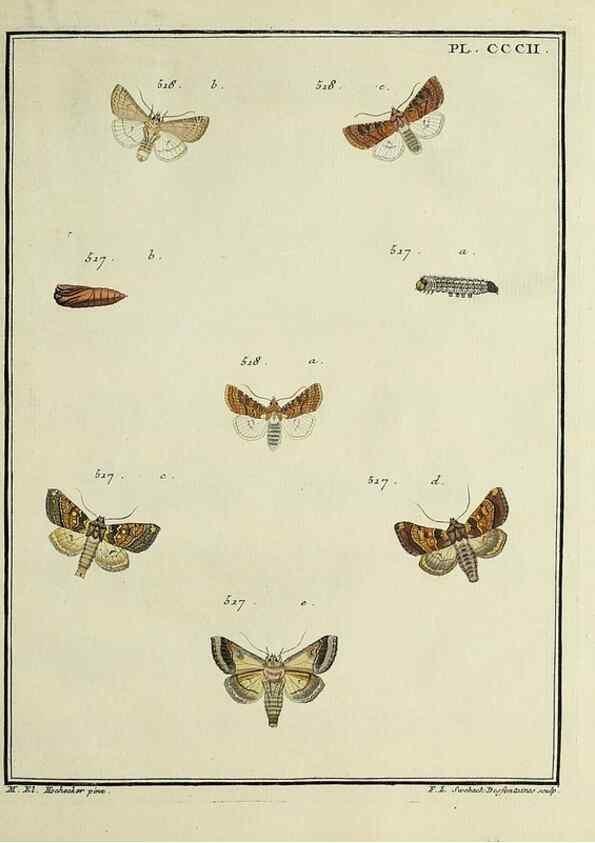 Reproducción/Reproduction 32988210378: Papillons d'Europe, peints d'après nature /. A Paris :Chez P.M. Delaguette, imprimeur-libraire ... ;1779-1792 [i.e. 1793]. 