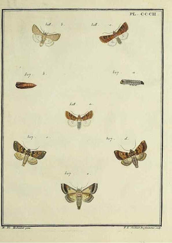 Reproducción/Reproduction 32988210378: Papillons d'Europe, peints d'après nature /. A Paris :Chez P.M. Delaguette, imprimeur-libraire ... ;1779-1792 [i.e. 1793]. 