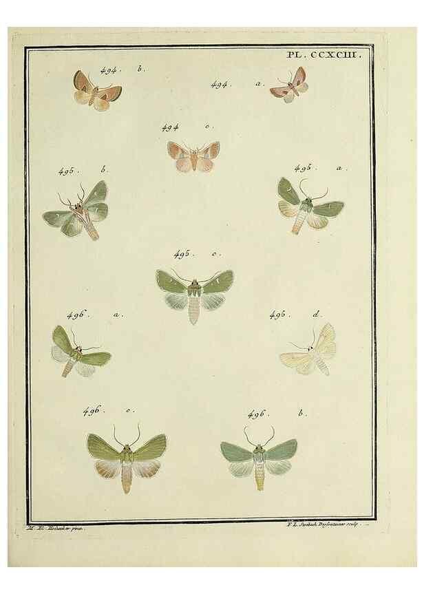 Reproducción/Reproduction 45949048895: Papillons d'Europe, peints d'après nature /. A Paris :Chez P.M. Delaguette, imprimeur-libraire ... ;1779-1792 [i.e. 1793]. 