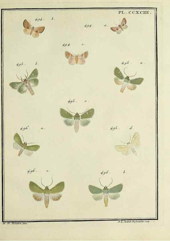 Reproducción/Reproduction 45949048895: Papillons d'Europe, peints d'après nature /. A Paris :Chez P.M. Delaguette, imprimeur-libraire ... ;1779-1792 [i.e. 1793]. 