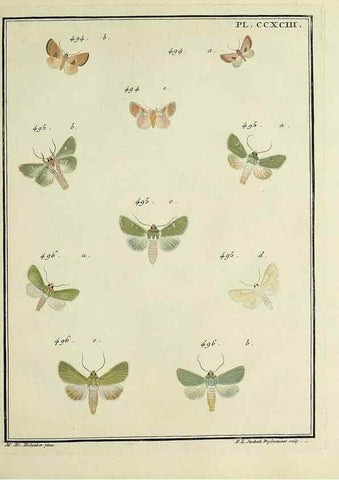 Reproducción/Reproduction 45949048895: Papillons d'Europe, peints d'après nature /. A Paris :Chez P.M. Delaguette, imprimeur-libraire ... ;1779-1792 [i.e. 1793]. 