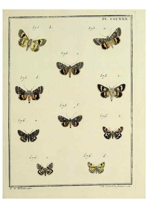 Reproducción/Reproduction 31922189567: Papillons d'Europe, peints d'après nature /. A Paris :Chez P.M. Delaguette, imprimeur-libraire ... ;1779-1792 [i.e. 1793]. 