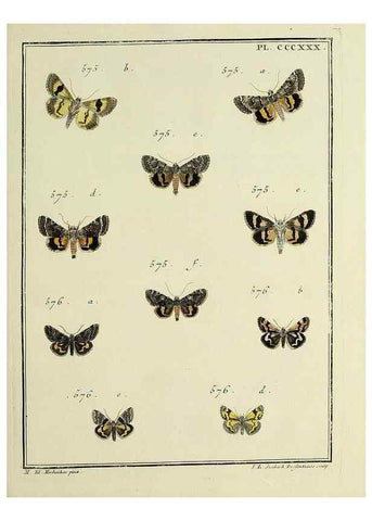 Reproducción/Reproduction 31922189567: Papillons d'Europe, peints d'après nature /. A Paris :Chez P.M. Delaguette, imprimeur-libraire ... ;1779-1792 [i.e. 1793]. 