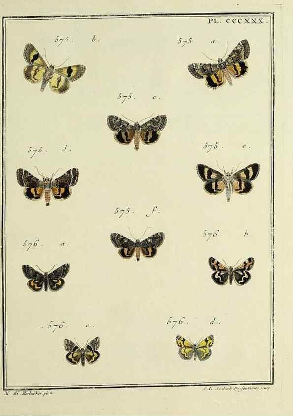 Reproducción/Reproduction 31922189567: Papillons d'Europe, peints d'après nature /. A Paris :Chez P.M. Delaguette, imprimeur-libraire ... ;1779-1792 [i.e. 1793]. 