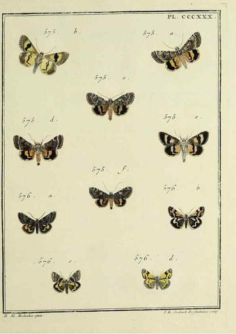 Reproducción/Reproduction 31922189567: Papillons d'Europe, peints d'après nature /. A Paris :Chez P.M. Delaguette, imprimeur-libraire ... ;1779-1792 [i.e. 1793]. 