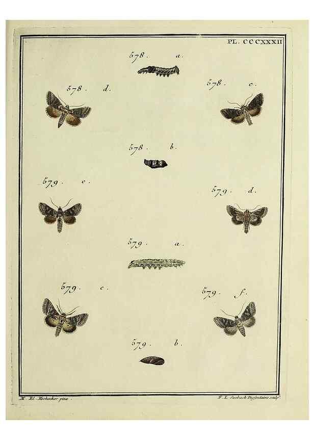 Reproducción/Reproduction 31922191037: Papillons d'Europe, peints d'après nature /. A Paris :Chez P.M. Delaguette, imprimeur-libraire ... ;1779-1792 [i.e. 1793]. 
