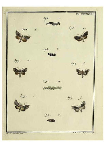 Reproducción/Reproduction 31922191037: Papillons d'Europe, peints d'après nature /. A Paris :Chez P.M. Delaguette, imprimeur-libraire ... ;1779-1792 [i.e. 1793]. 