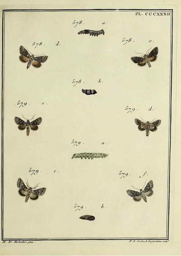 Reproducción/Reproduction 31922191037: Papillons d'Europe, peints d'après nature /. A Paris :Chez P.M. Delaguette, imprimeur-libraire ... ;1779-1792 [i.e. 1793]. 