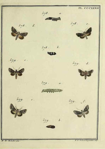 Reproducción/Reproduction 31922191037: Papillons d'Europe, peints d'après nature /. A Paris :Chez P.M. Delaguette, imprimeur-libraire ... ;1779-1792 [i.e. 1793]. 