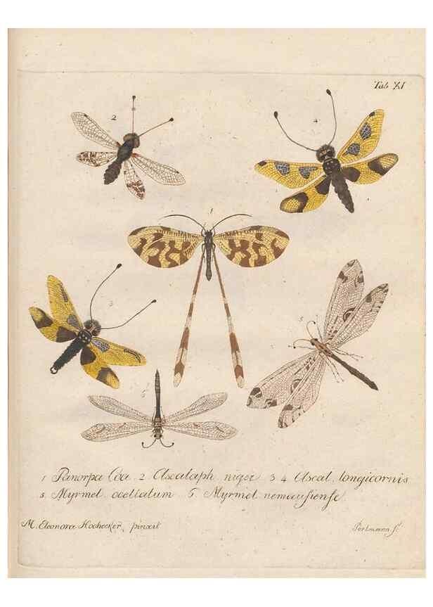 Reproducción/Reproduction 45949288175: Beiträge zu der Insekten-Geschichte /. Frankfurt am Main :Bei Varrentrapp und Wenner,1790-93.. 